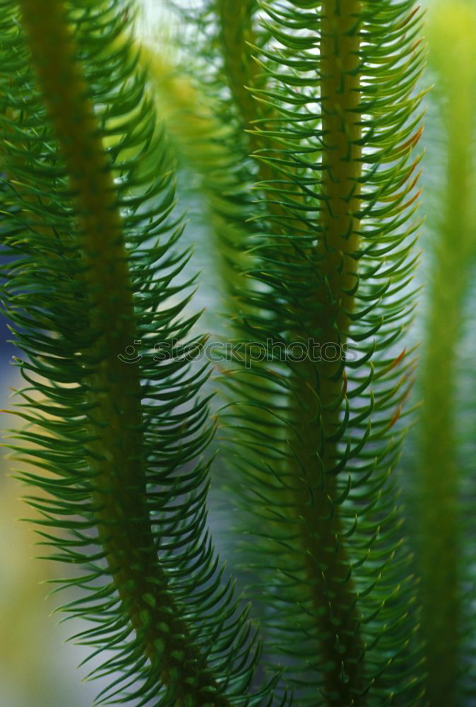 Similar – Image, Stock Photo fir cones