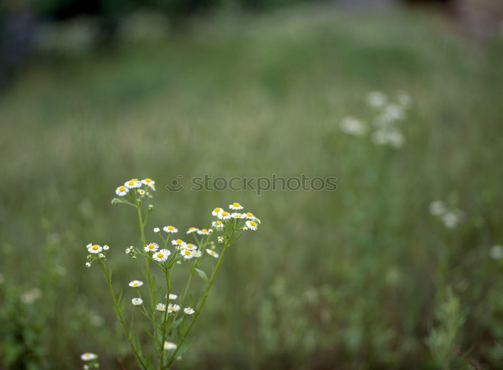 Similar – Foto Bild waldwiese Natur Landschaft