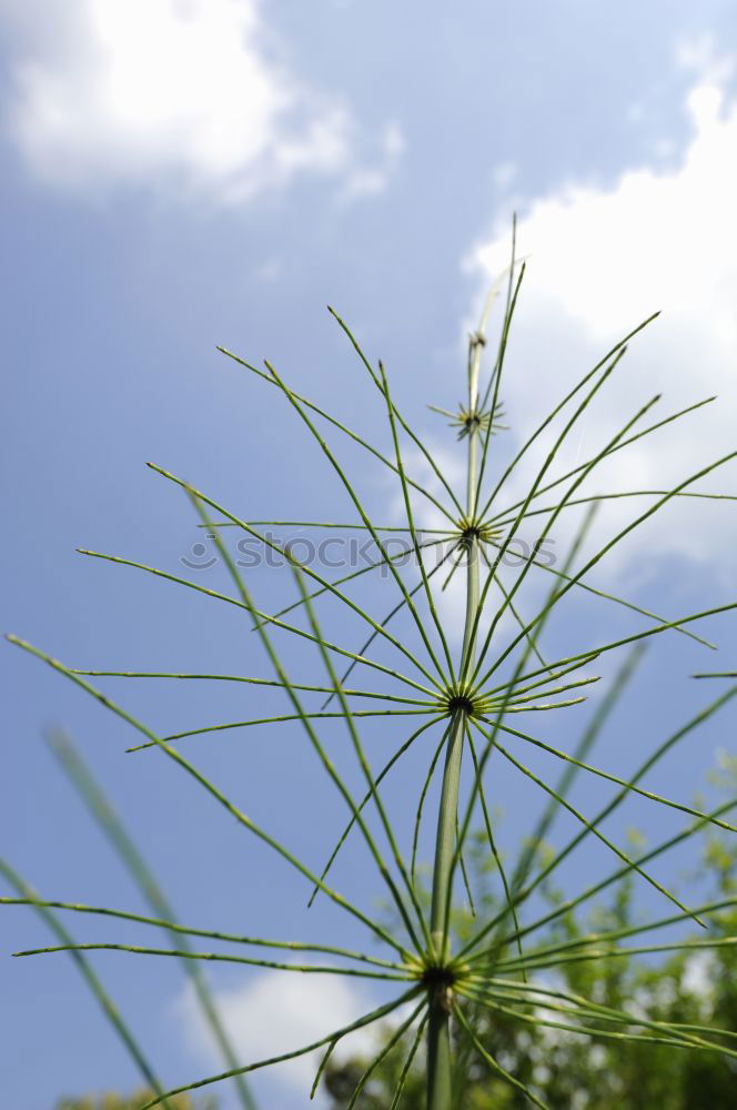 Similar – Stem with flowers of a wild carrot from the frog’s eye view in front of a blue sky