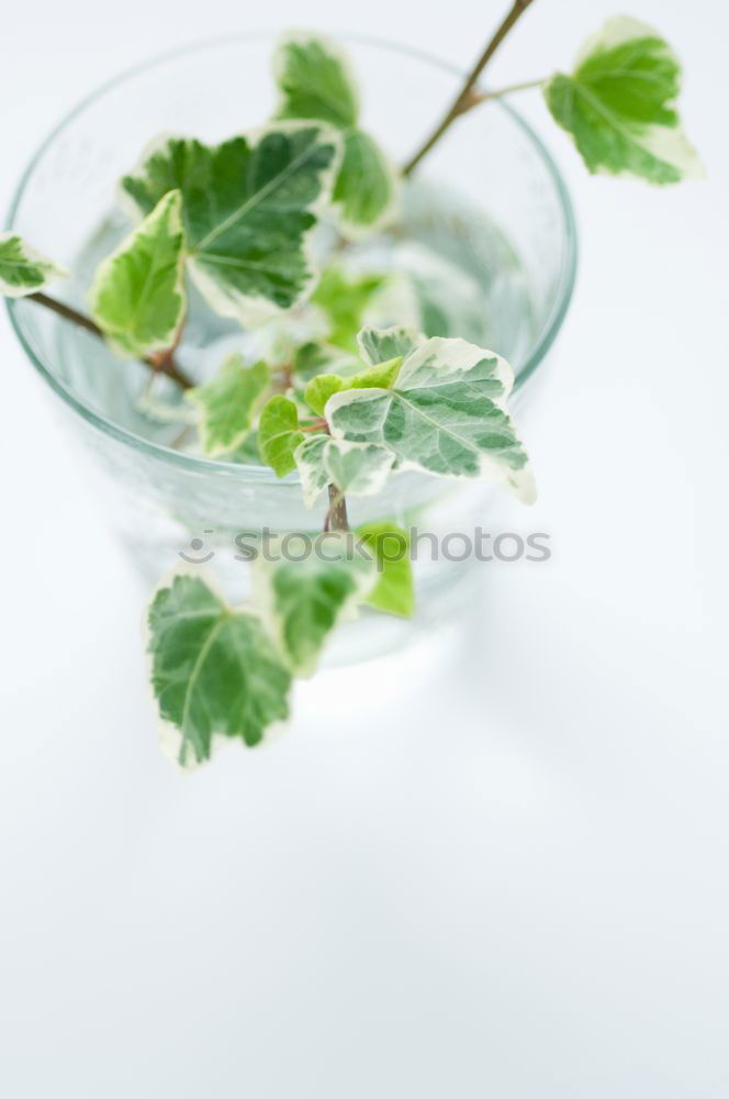 Similar – Image, Stock Photo Herbal tea from fresh nettle