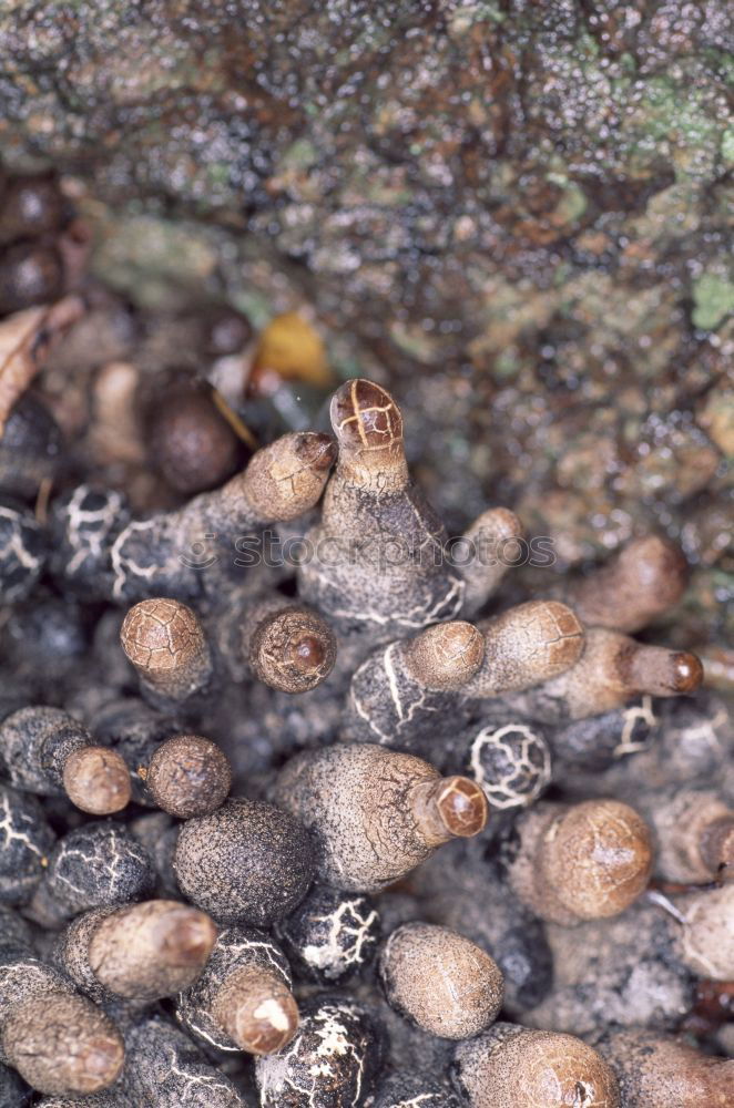 Similar – Snail on ice…. Winter