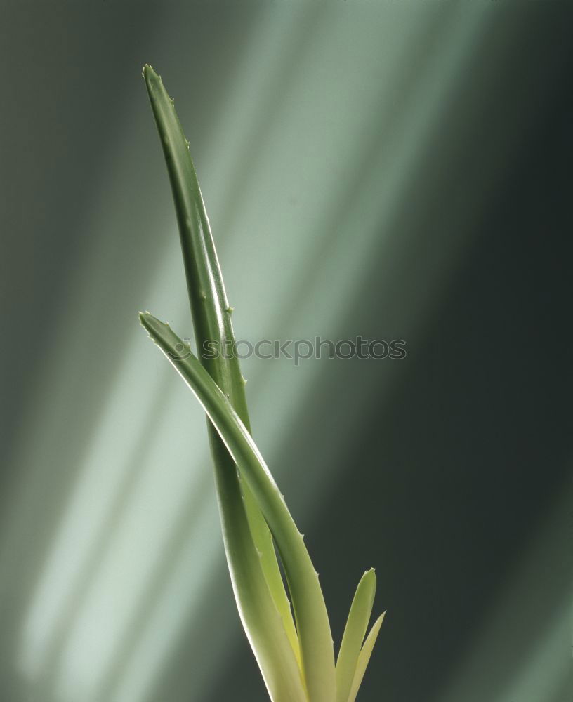 Similar – Image, Stock Photo bud Water lily Pond