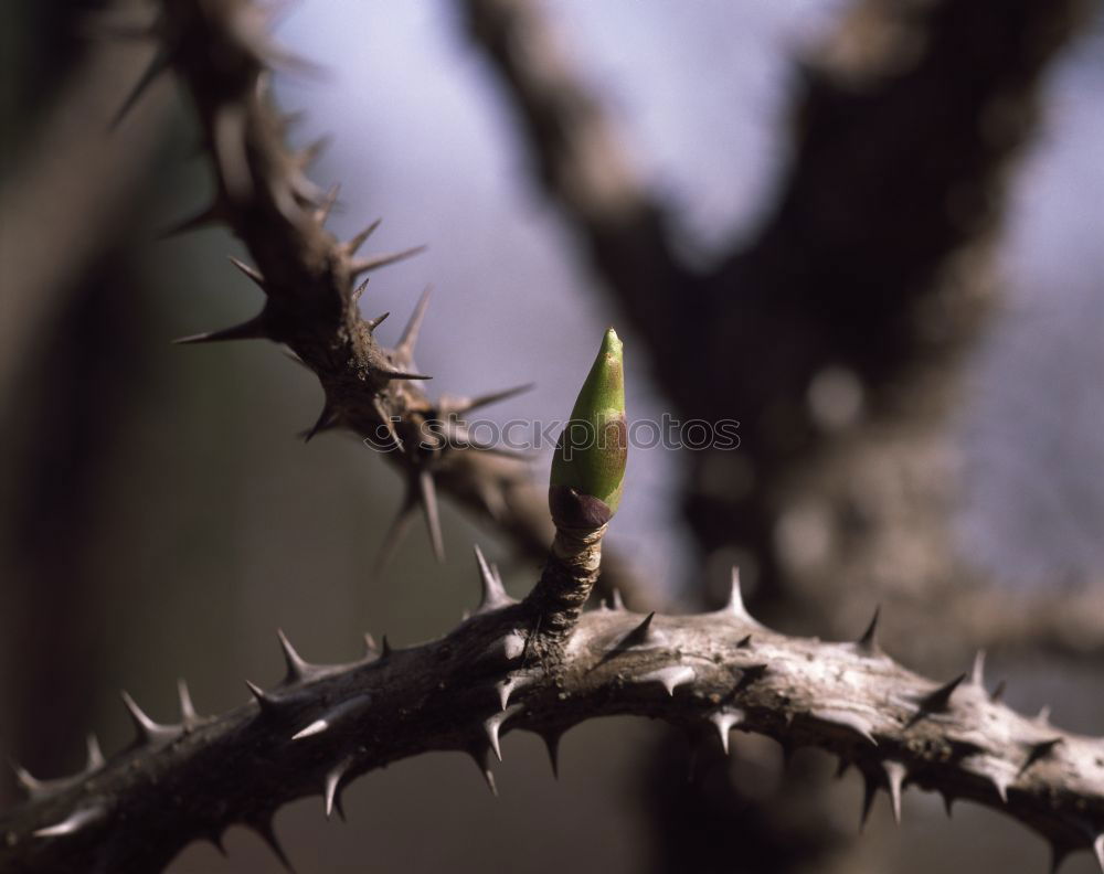 Similar – Foto Bild nature rules Baum