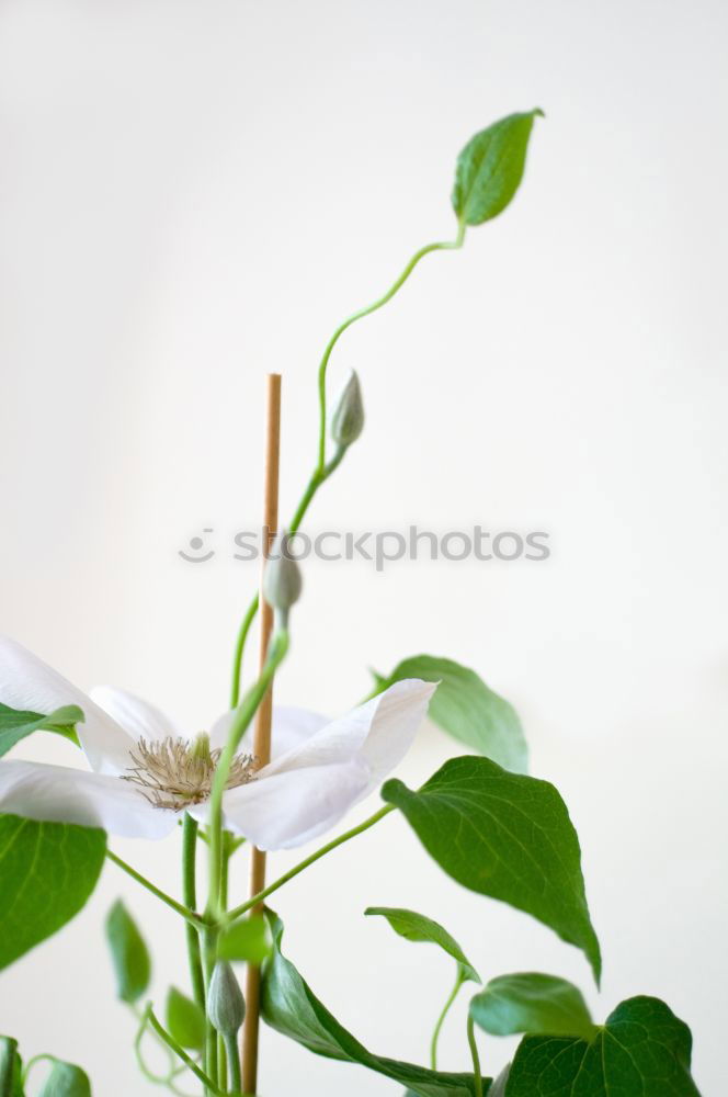 Similar – Image, Stock Photo Caper; Capparis; spinosa