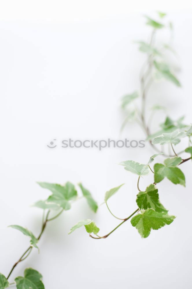 Similar – weidenbaum Sträucher Baum