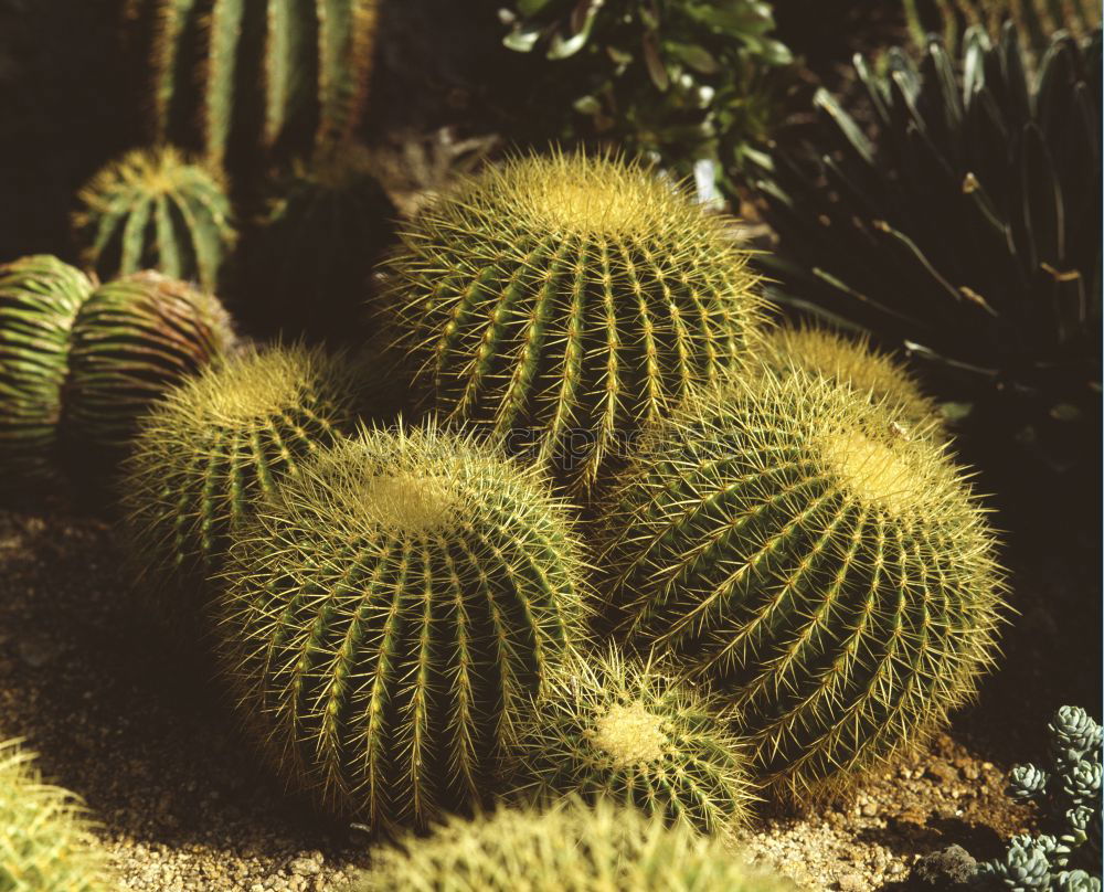 Similar – spiked parade Cactus Green