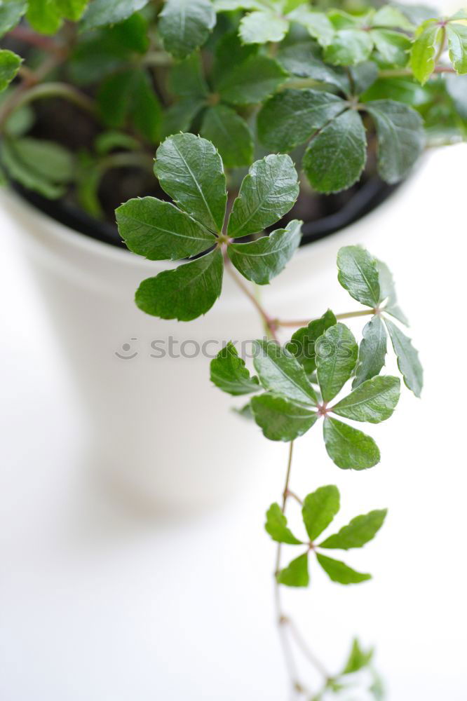 Similar – Image, Stock Photo Growth I Nature Plant