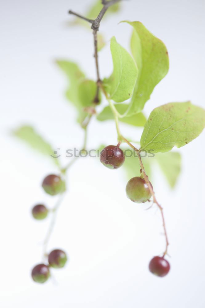 Similar – fruits and also the leaf of a plane tree