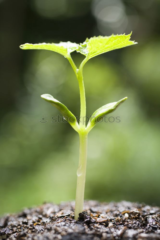 Similar – Image, Stock Photo offshoot Summer Garden