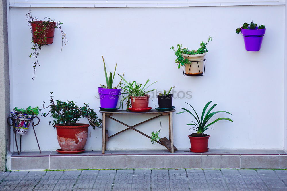Image, Stock Photo flower and flower pot in the balcony