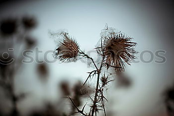 Similar – Image, Stock Photo dry star Environment