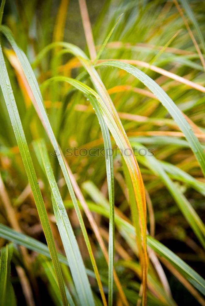 Similar – Image, Stock Photo Grasses Q Environment