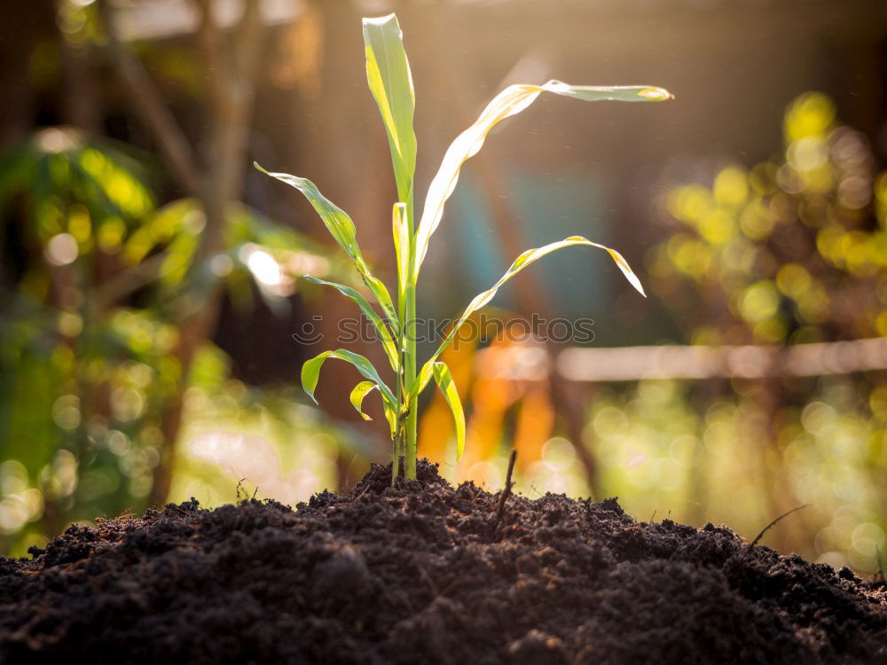Similar – Image, Stock Photo Beetroot plant in an earthen pot in a raised bed between small salad plants