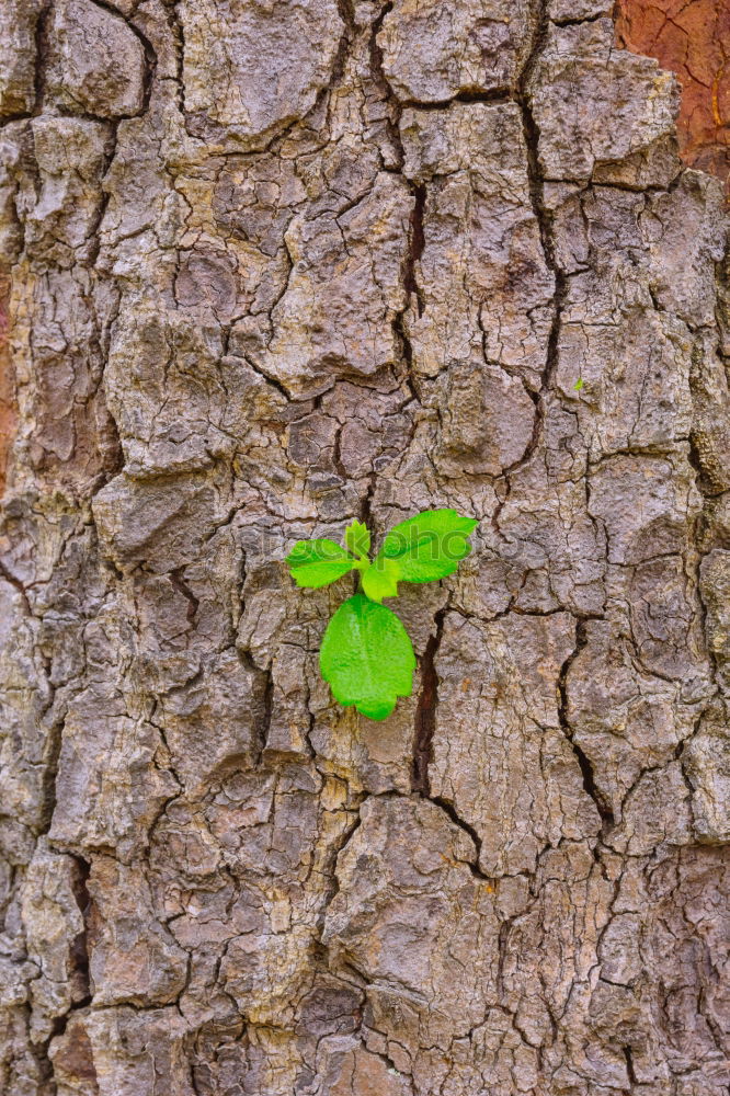 Similar – Image, Stock Photo Ivy Nature Plant Summer