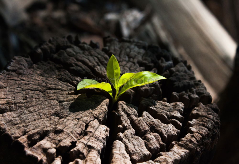 Image, Stock Photo subculture Plant Moss Leaf