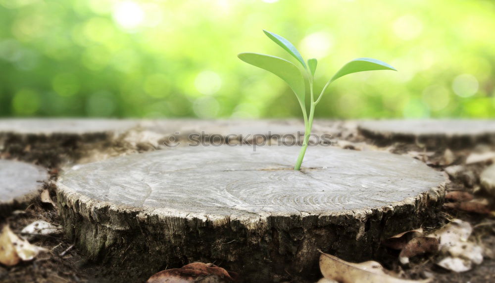 Similar – Wachstum Pflanze Baum