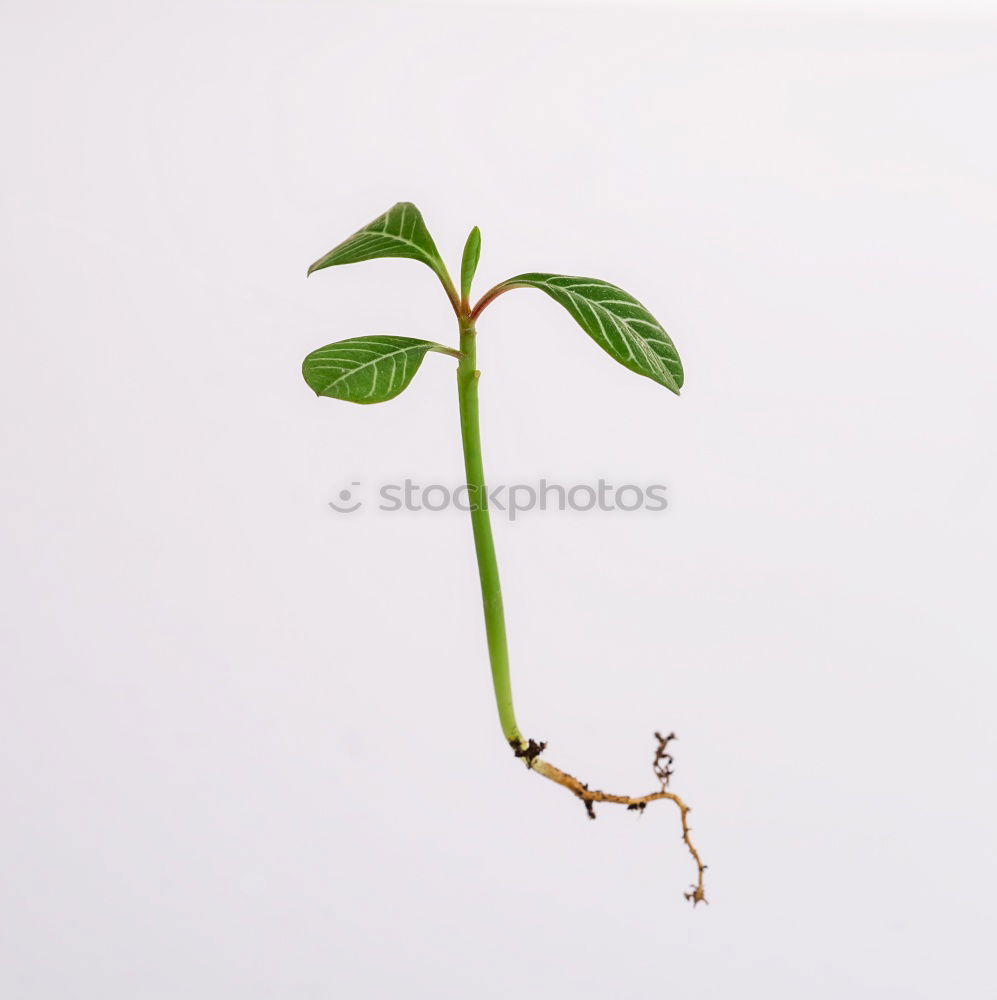 Similar – Plant and shoot large and small