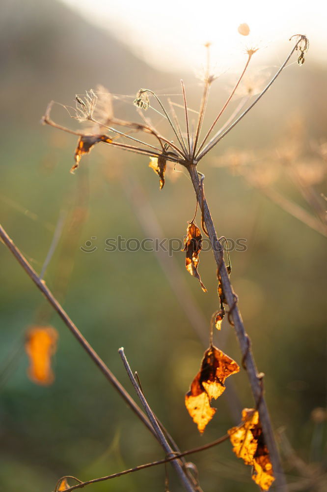 Similar – Image, Stock Photo Ahrin flowers on a branch in springtime