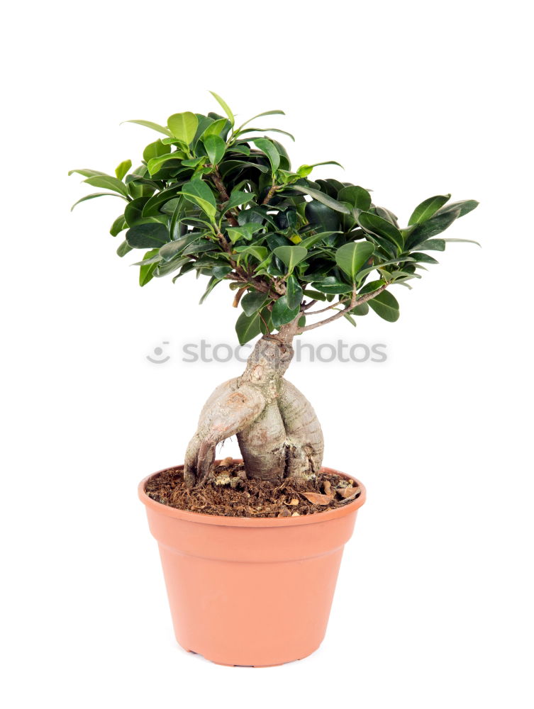 Similar – Image, Stock Photo Ficus Ginseng Bonsai