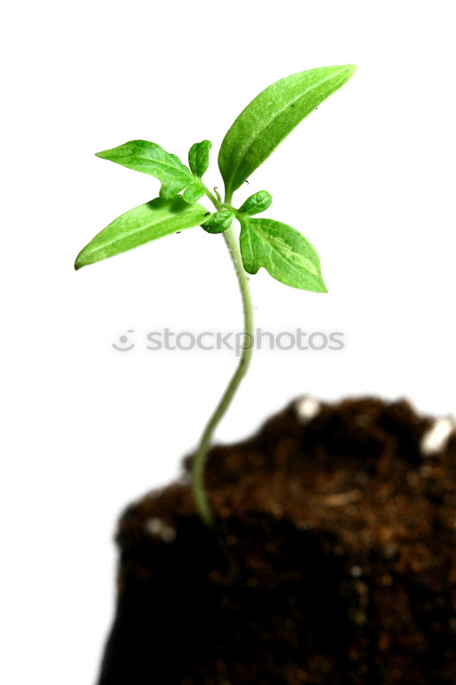 Similar – young plant with soil in one hand