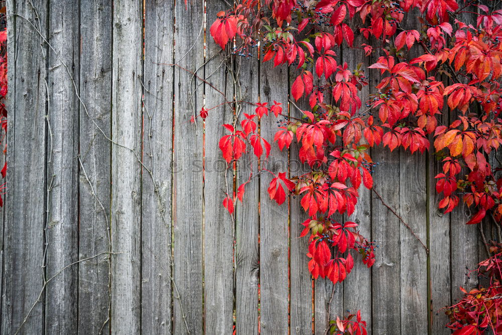 Similar – Foto Bild rot auf grün Natur