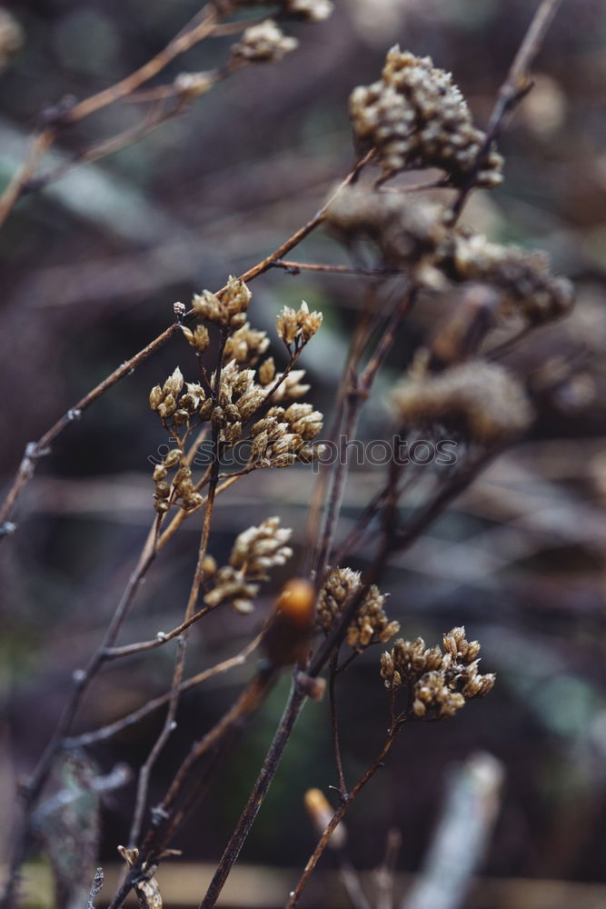 Similar – Image, Stock Photo forest garden Raspberry