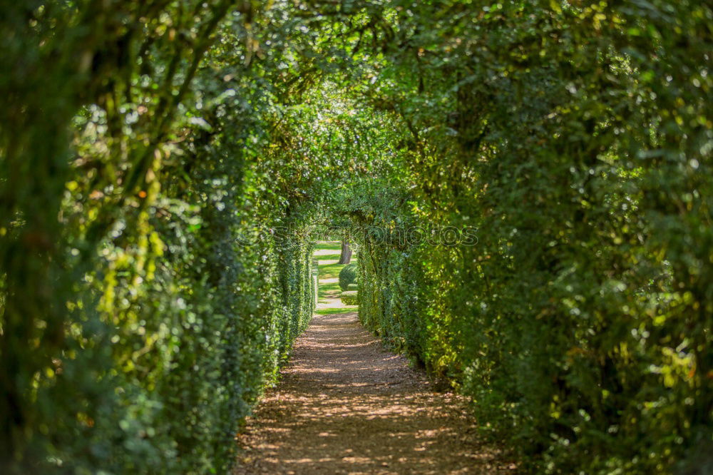 Similar – Foto Bild Allee in Meudon bei Paris
