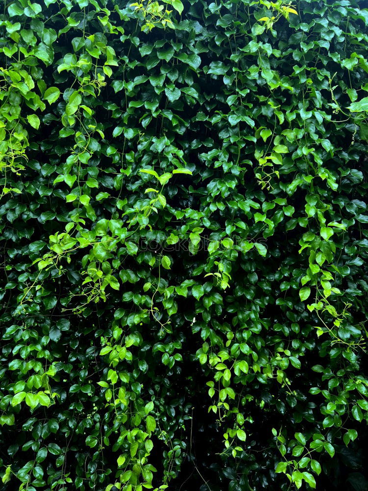 Similar – Hedge without flash Spring