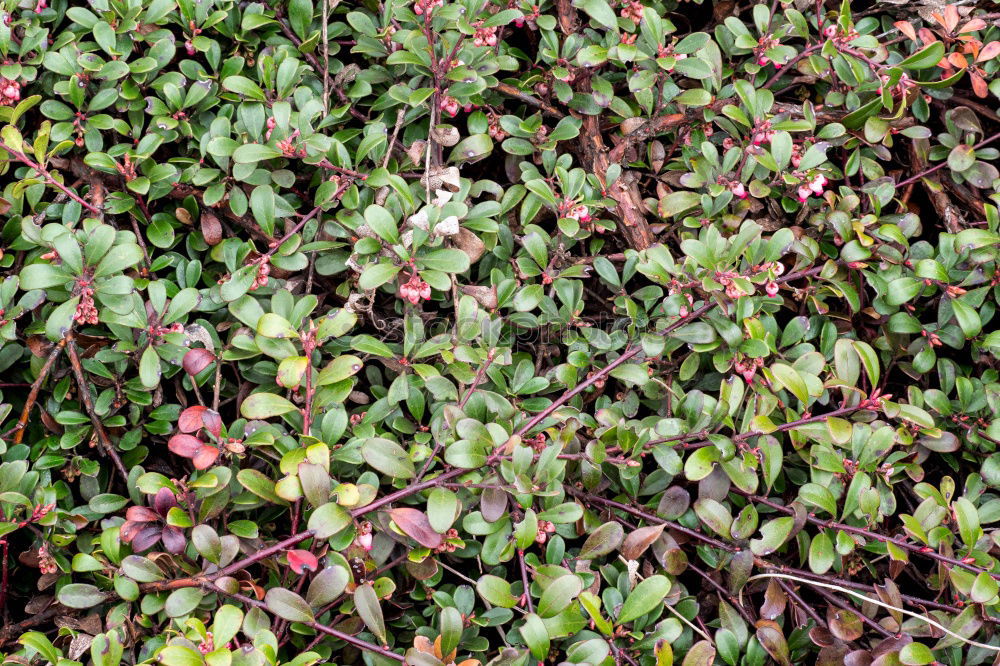 Similar – Image, Stock Photo always green (2) Nature