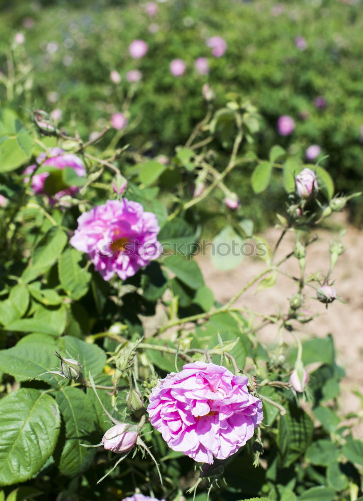 Similar – View into the garden bio bin…