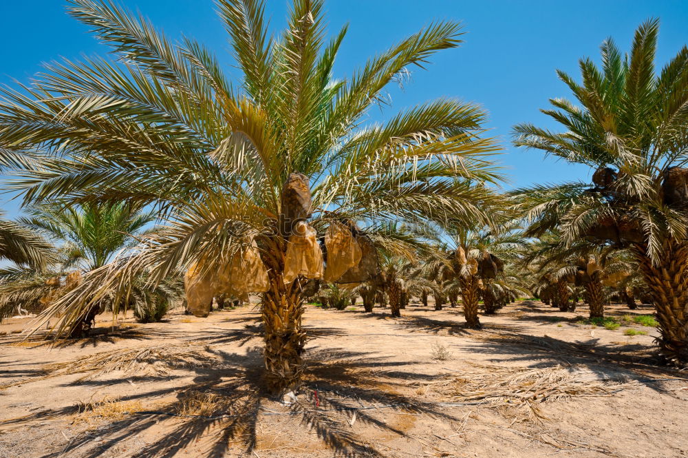 Similar – Image, Stock Photo palm Calm