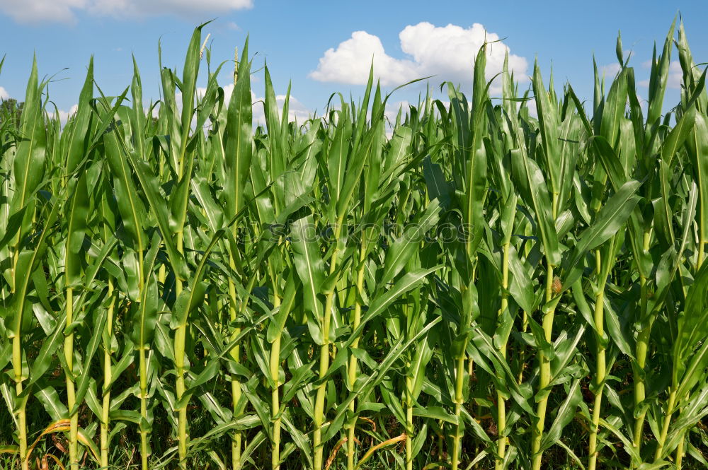 Similar – Image, Stock Photo maize field Maize field