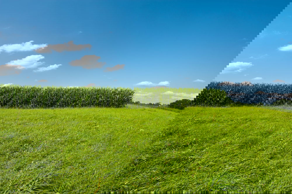 Similar – Foto Bild Lone Tree 01 Einsamkeit