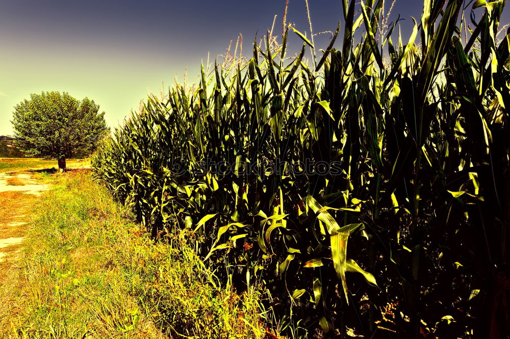 Similar – Image, Stock Photo maize field Maize field