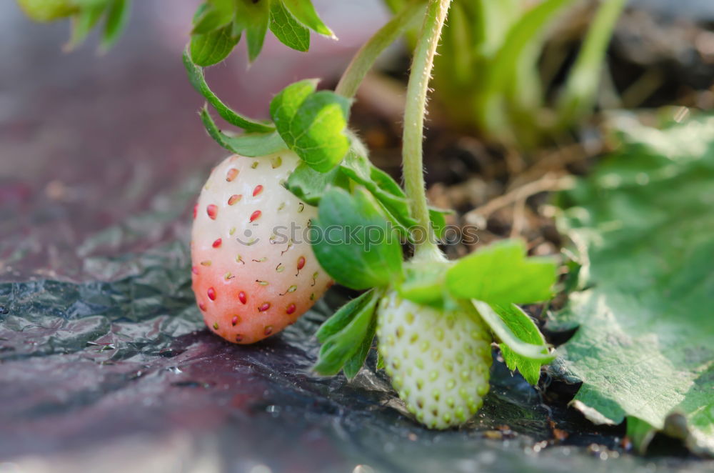 Similar – Image, Stock Photo Woman harvest carrots and beetroot