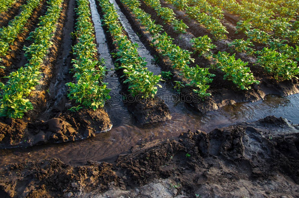 Similar – Image, Stock Photo Plantation of young eggplant seedlings is watered through irrigation canals. European farm, farming. Caring for plants, growing food. Agriculture and agribusiness. Agronomy. Rural countryside