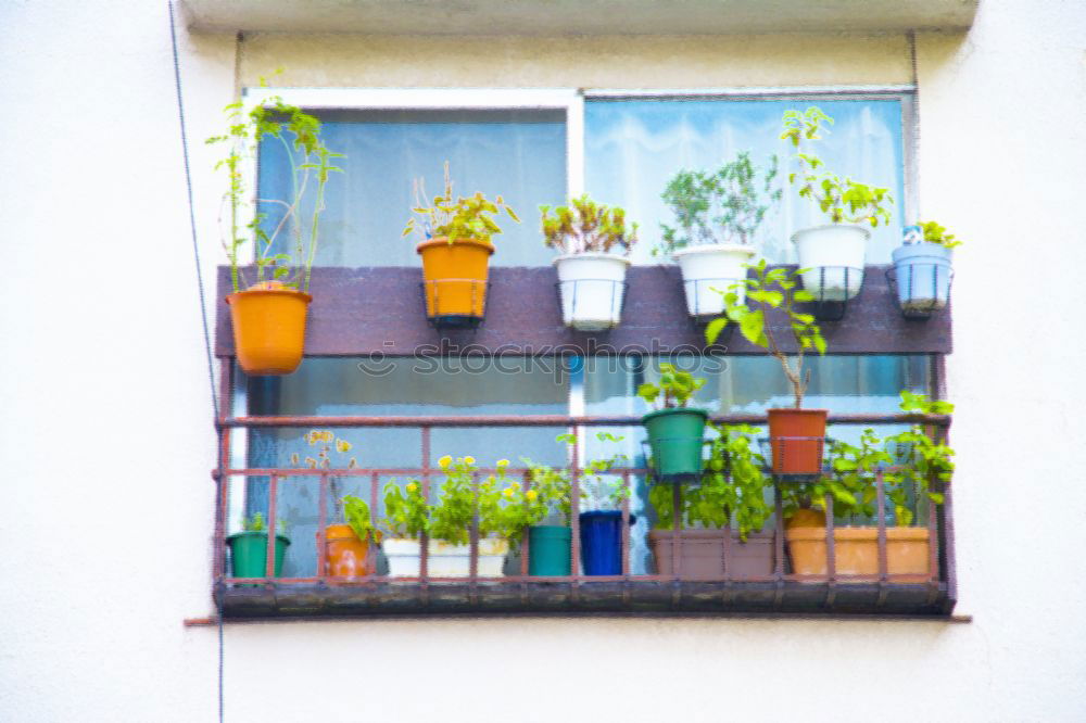 Similar – Image, Stock Photo flower and flower pot in the balcony