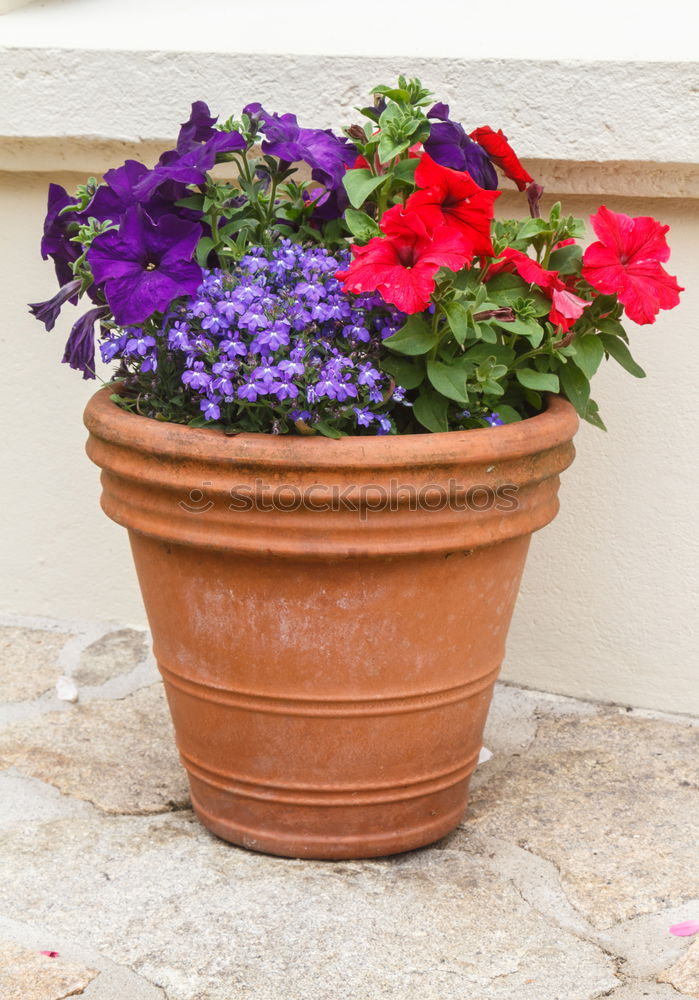 Similar – Image, Stock Photo flowers Wood Basket Flower