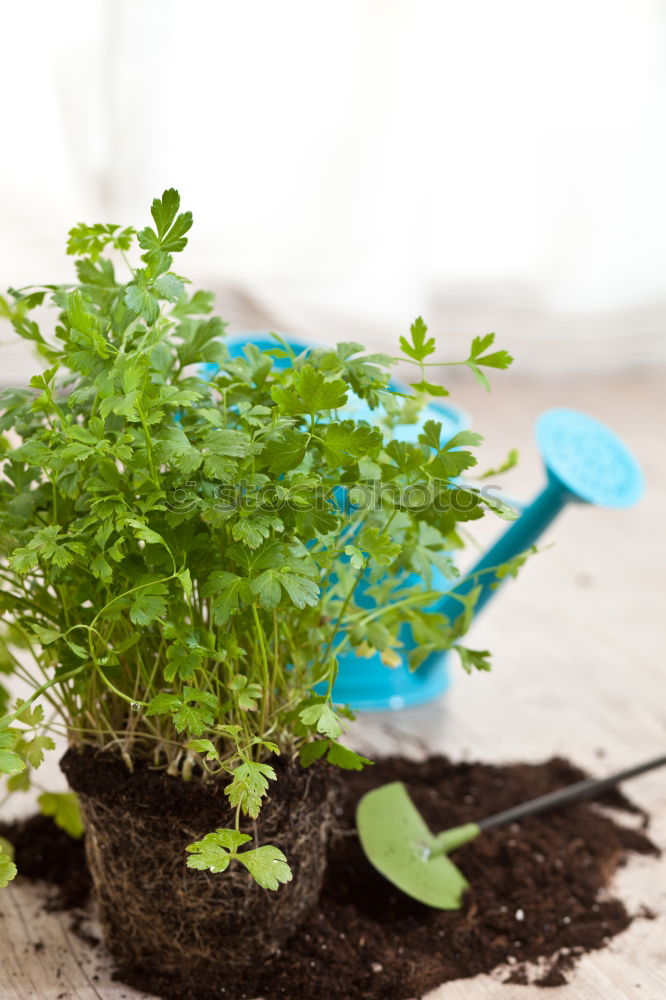 Similar – Table shrub Plant Sun