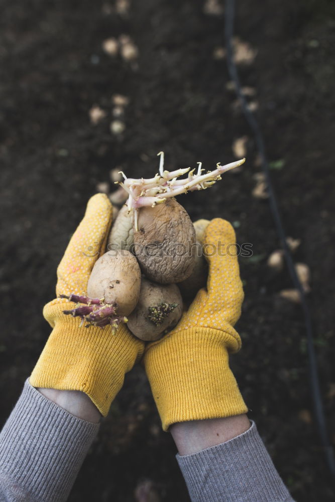 Similar – Planting potatoes