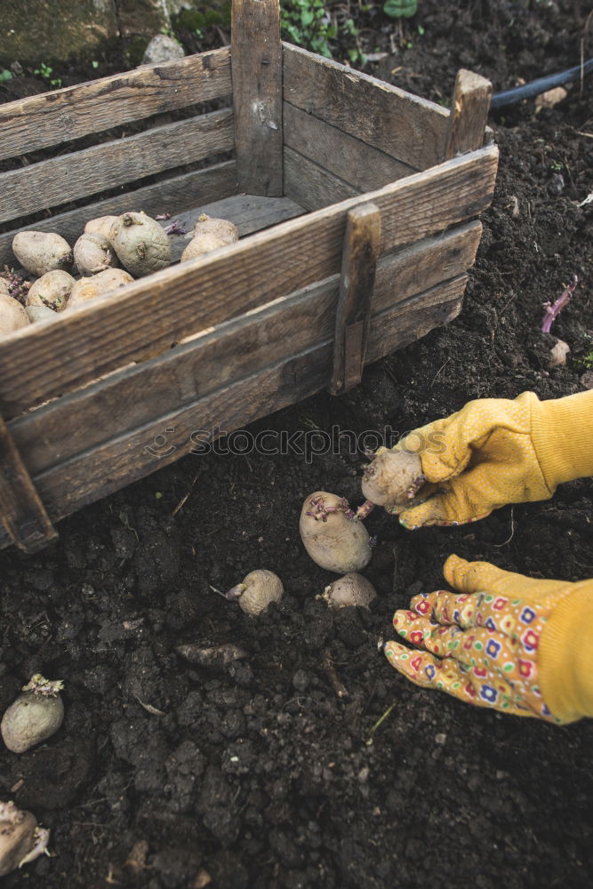 Planting potatoes in small bio garden