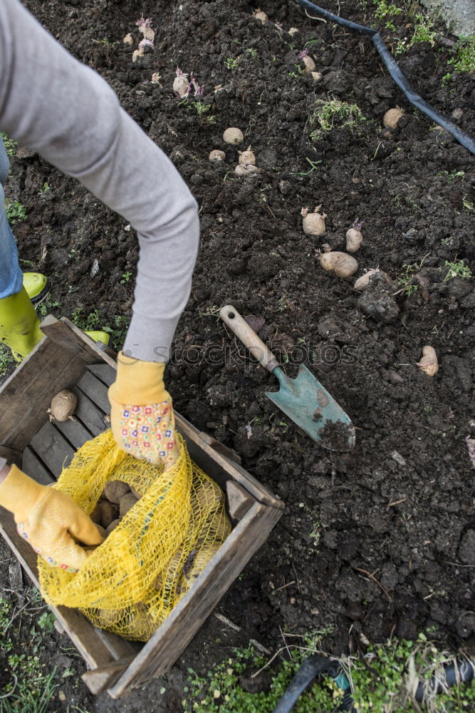 Similar – Planting potatoes in small bio garden