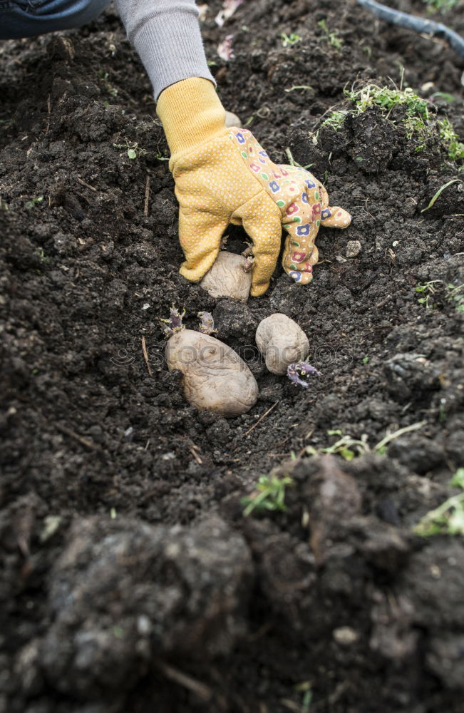 Planting potatoes in small bio garden