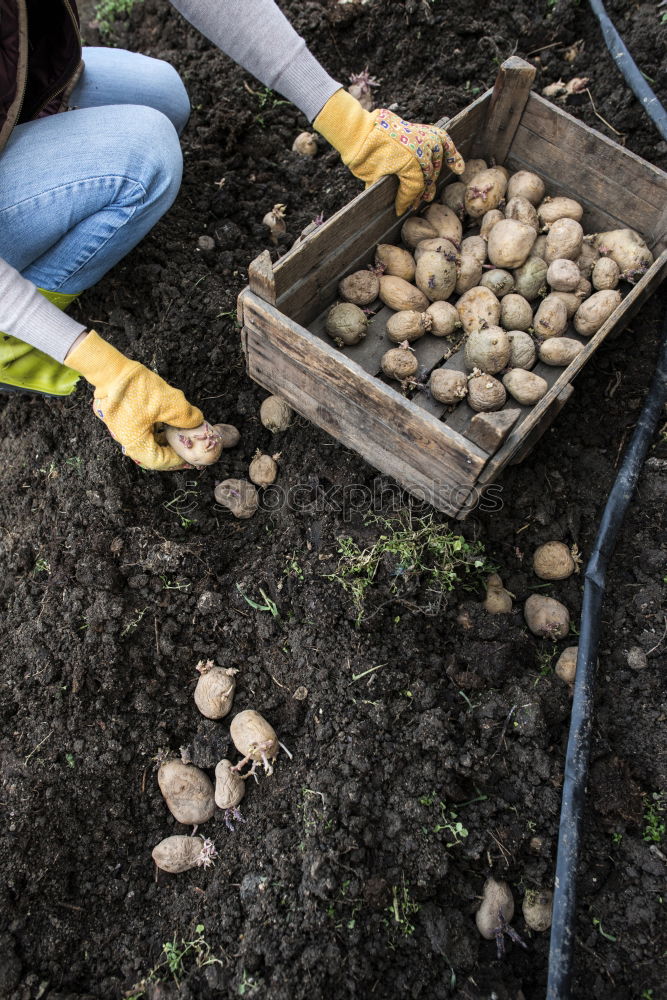 Similar – Planting potatoes in small bio garden