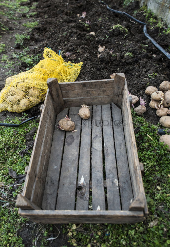 Similar – Planting potatoes in small bio garden