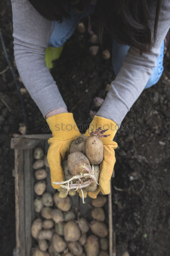 Planting potatoes