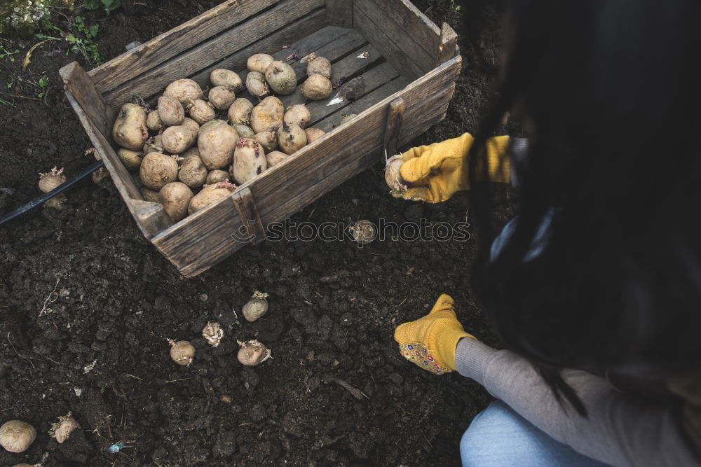 Planting potatoes