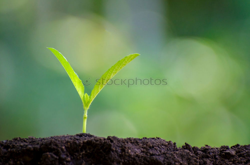 Similar – Image, Stock Photo offshoot Summer Garden