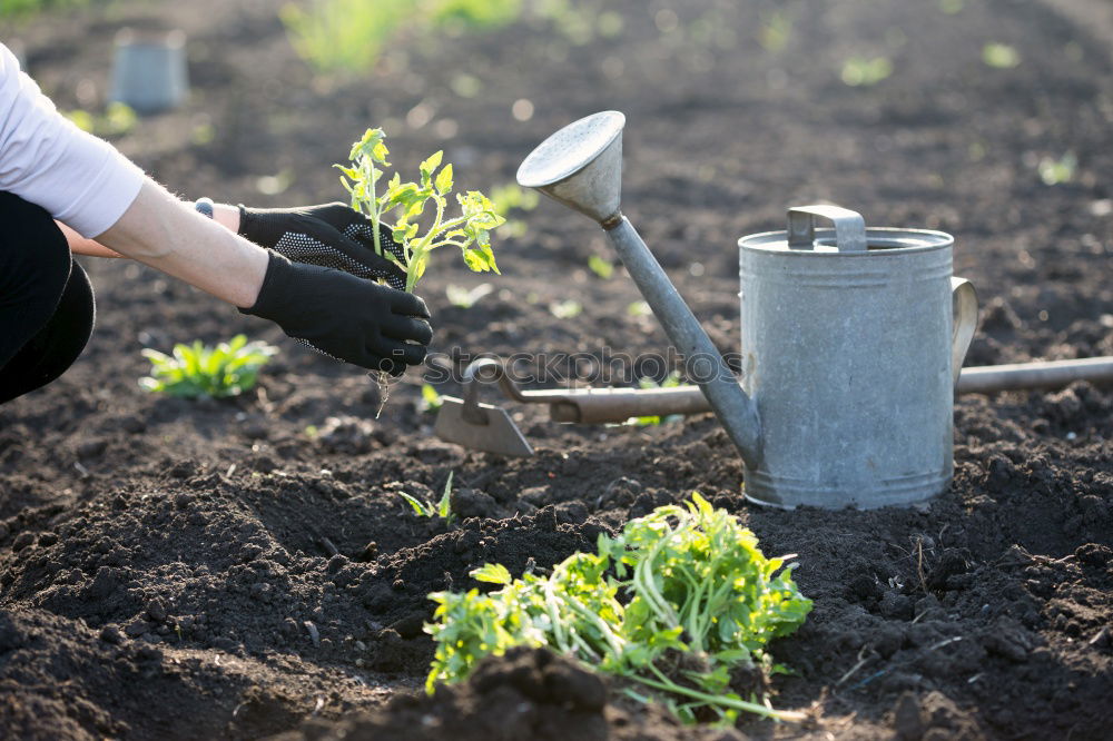 Similar – Planting potatoes in small bio garden