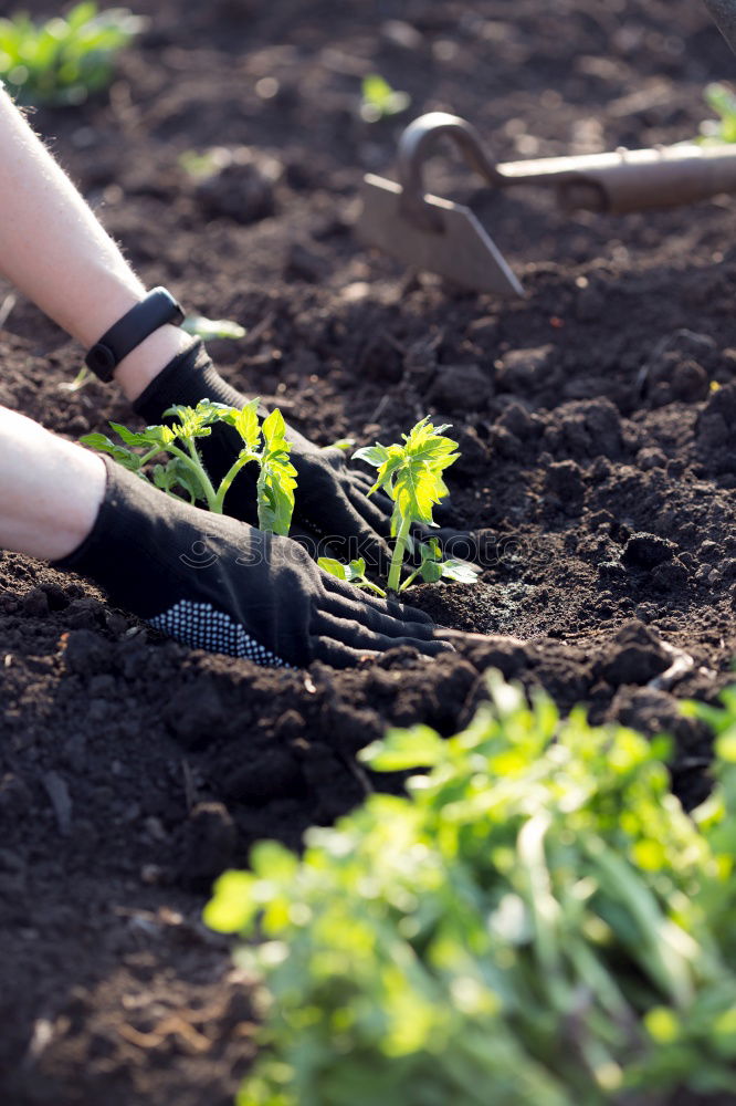 Similar – Planting potatoes